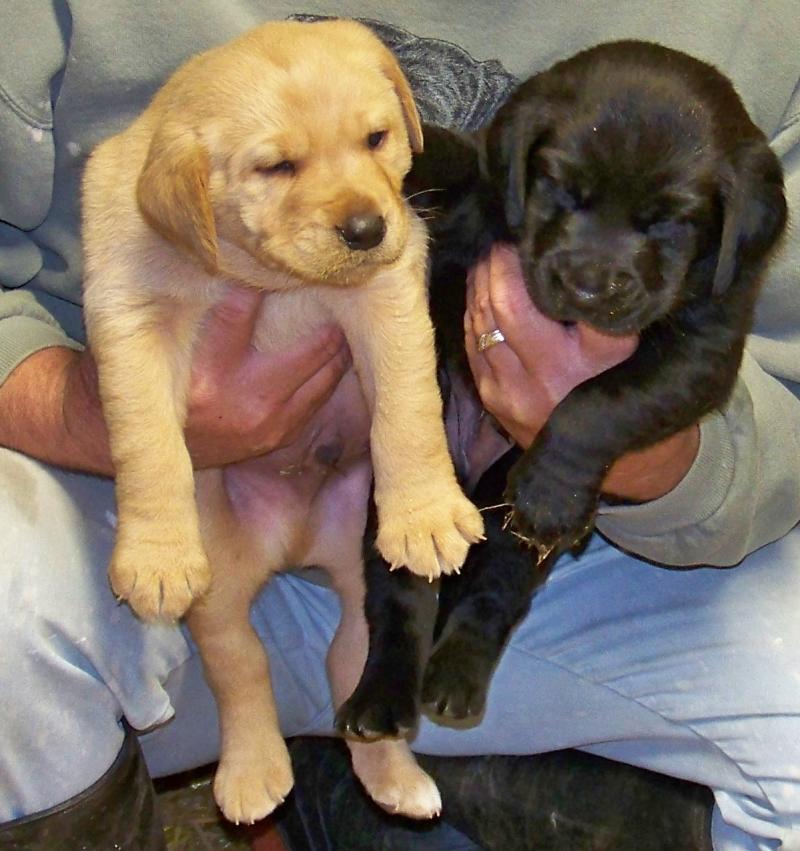 Left pup, yellow male          Right pup black male
