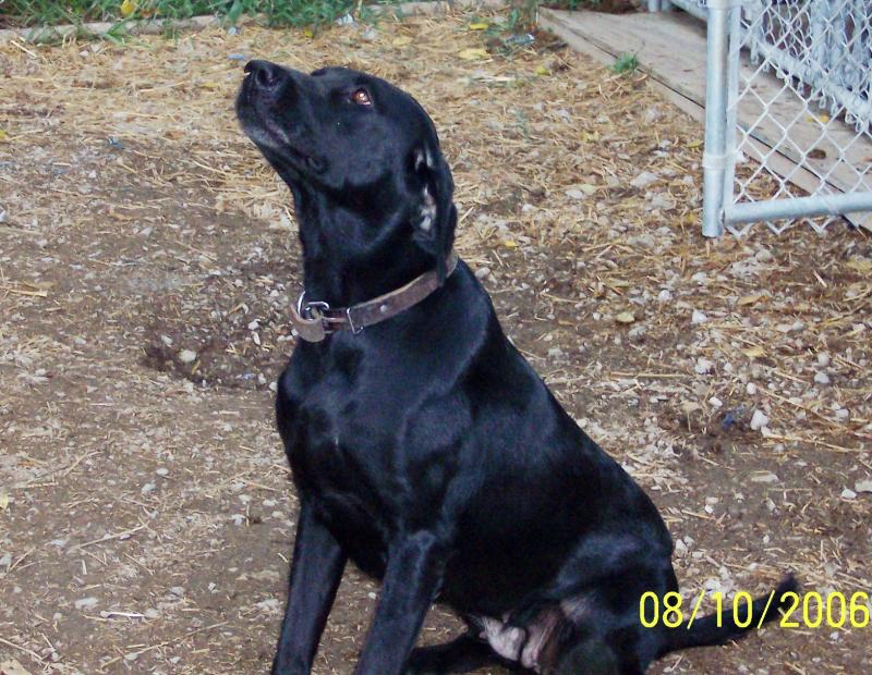 MADISON KENNELS TRAINING FACILITY Home